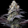 Cannabis seeds Bubblegum Gelato from Barney's Farm